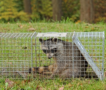 Live Animal Traps  Trapping - Pest Outpost