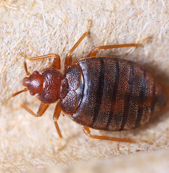 Columbus bed bug infestation solutions