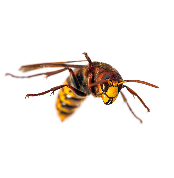 Bees, Hornets, Wasp Extermination at All Seasons Pest Control