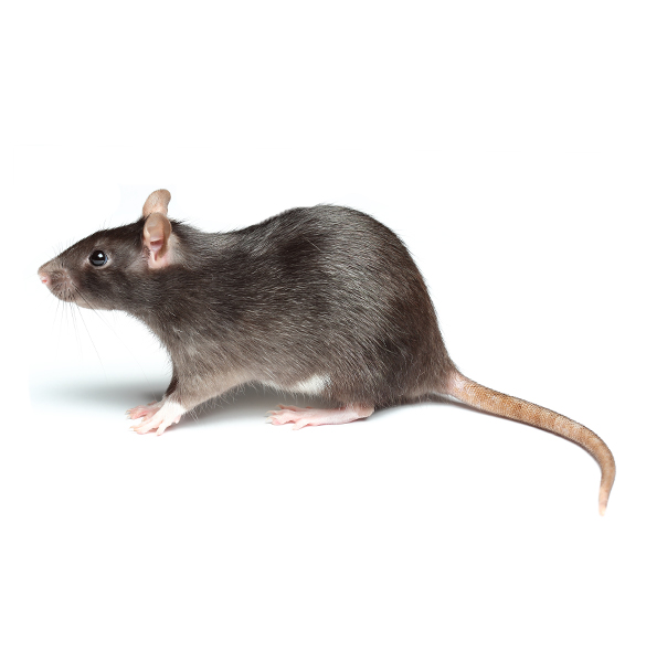 Rodent Control Services at All Seasons Pest Control