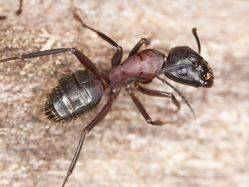 Ant Control Services - Finger Lakes NY